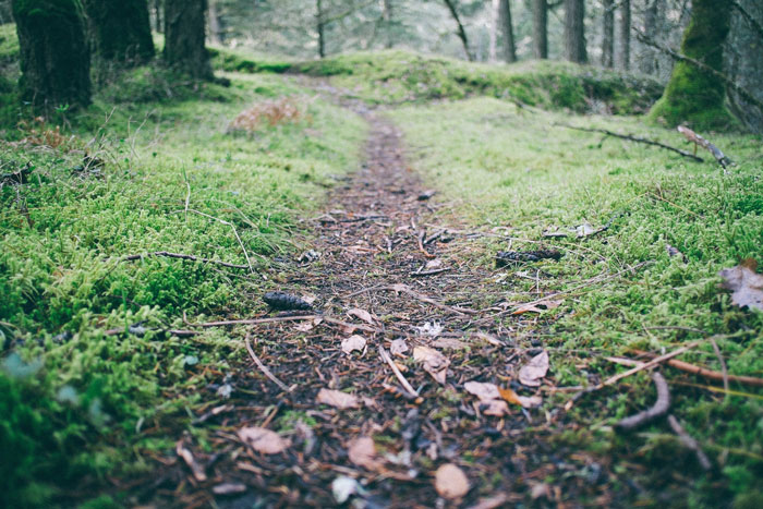 Trail
